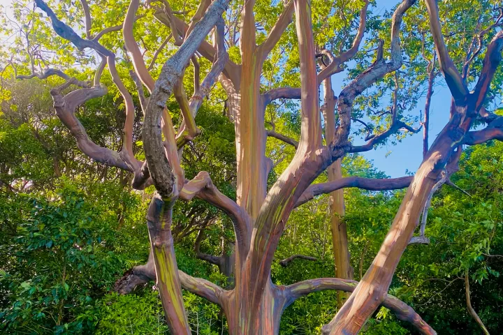 a close up of a tree