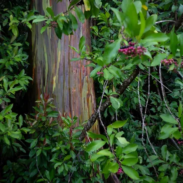 rs=w_365,h_365,cg_true (2) A plant in a forest in Maui, Hawaii