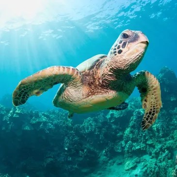 rs=w_365,h_365,cg_true (5) A sea turtle in Maui, Hawaii