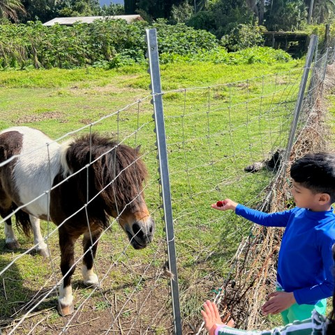 a little boy standing next to a cow